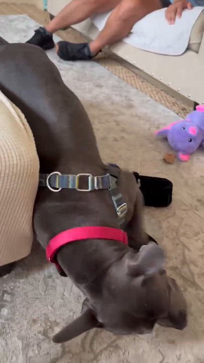 Enlarge Giddy, a Adoptable mixed breed in Pleasant Ridge, MI video 6/6
