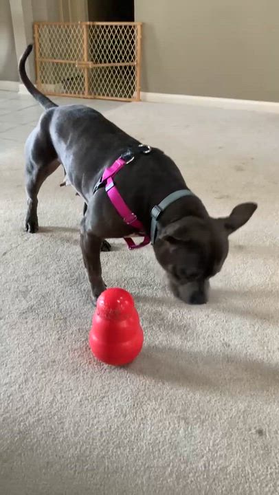 Enlarge Giddy, a ADOPTABLE mixed breed in Pleasant Ridge, MI video 5/6
