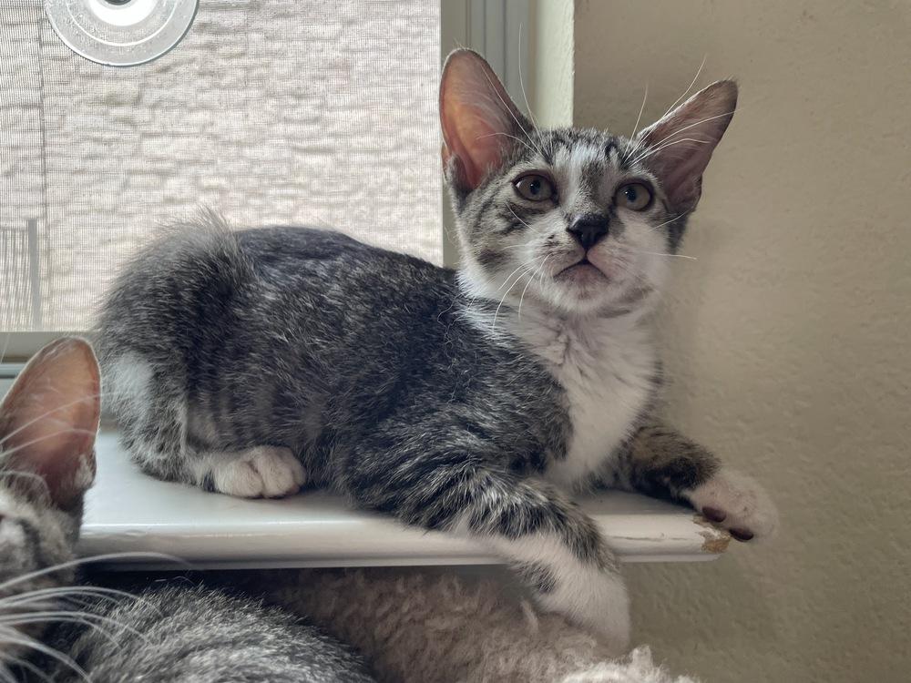 Juicy Love Dion, Adoptable, Kitten Male American Shorthair & American Shorthair.