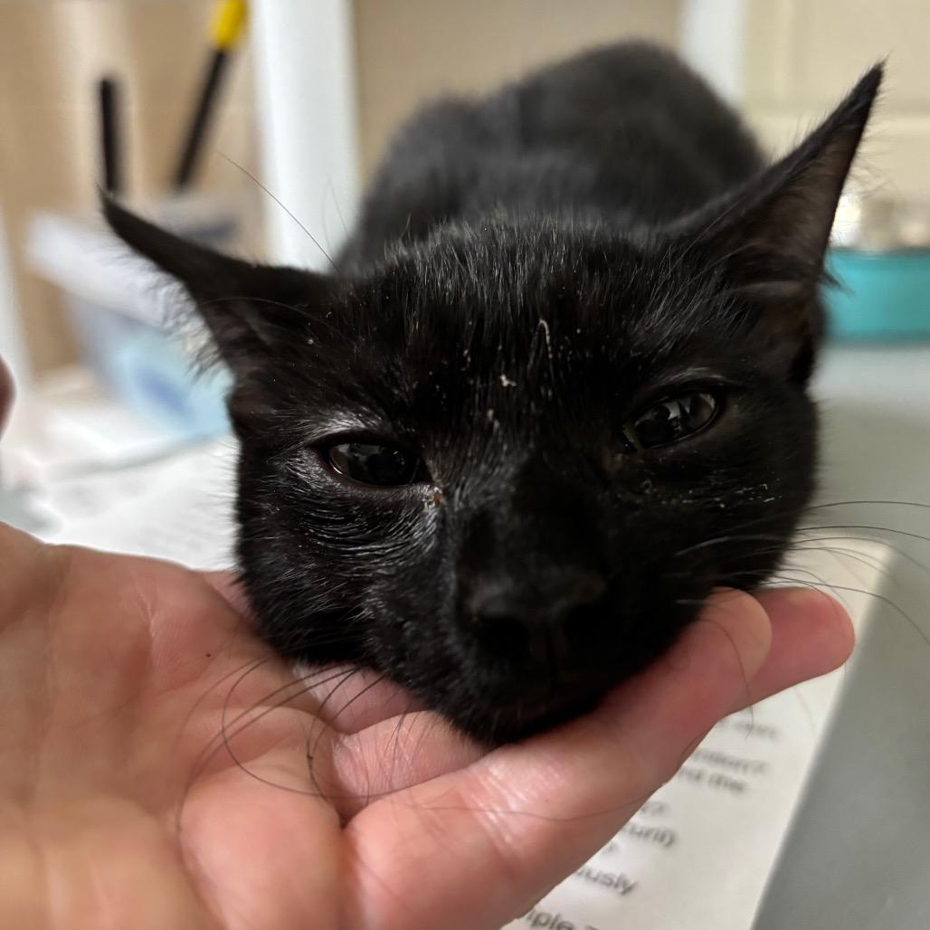 Platinum 27979, Adoptable, Young Female Domestic Short Hair.