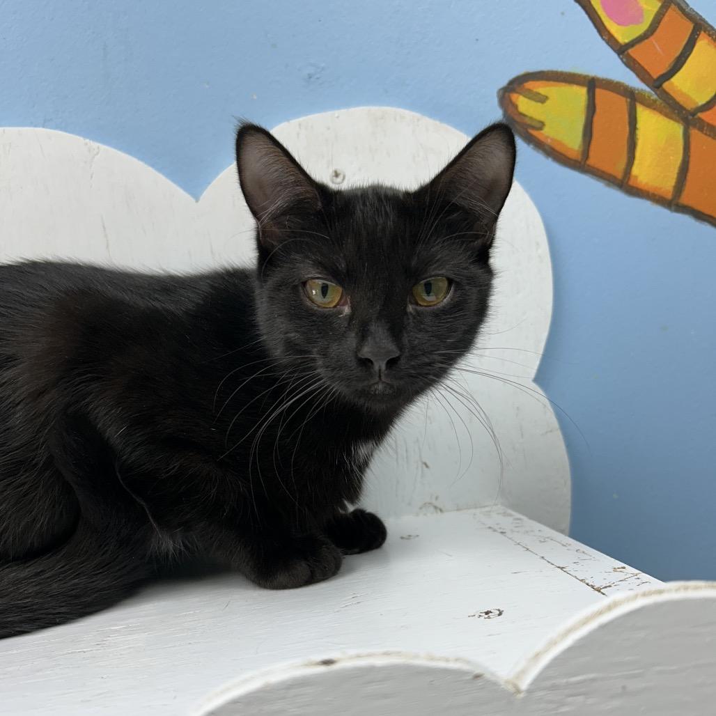 Enlarge Platinum 27979, a Adoptable Domestic Short Hair in Middleburg, FL image 2/2