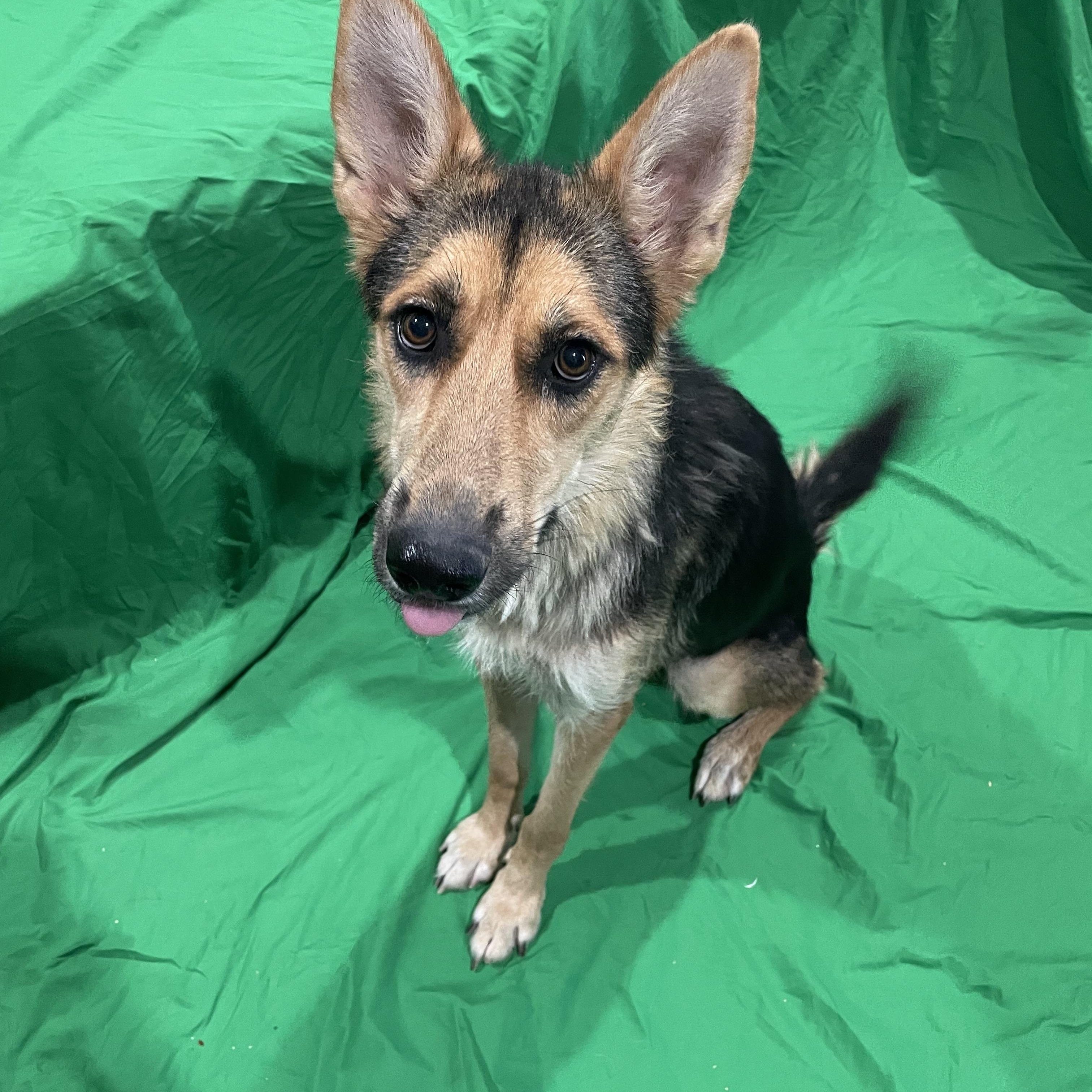 Enlarge May, a Adoptable German Shepherd Dog in Phoenix, AZ image 1/3