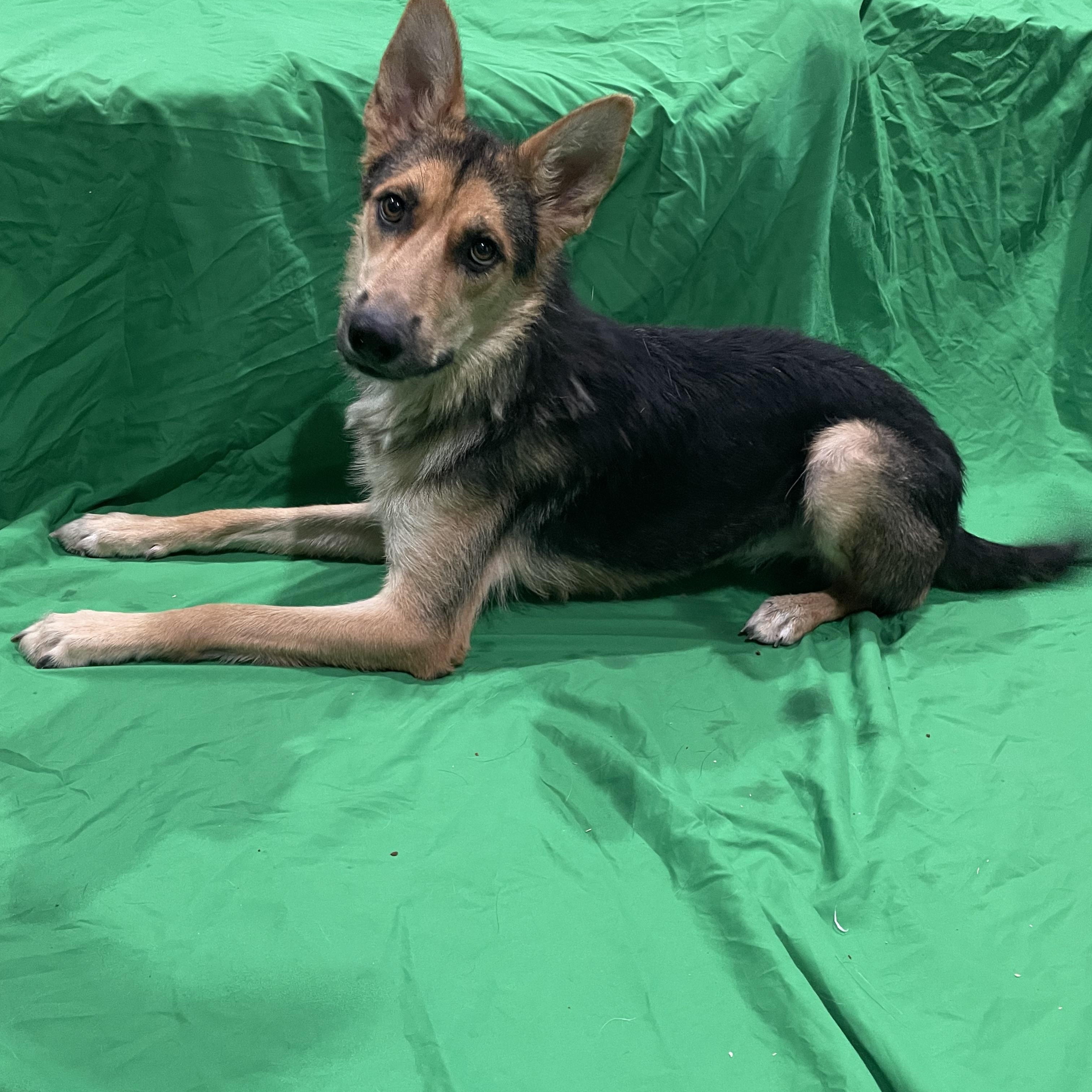 Enlarge May, a Adoptable German Shepherd Dog in Phoenix, AZ image 2/3