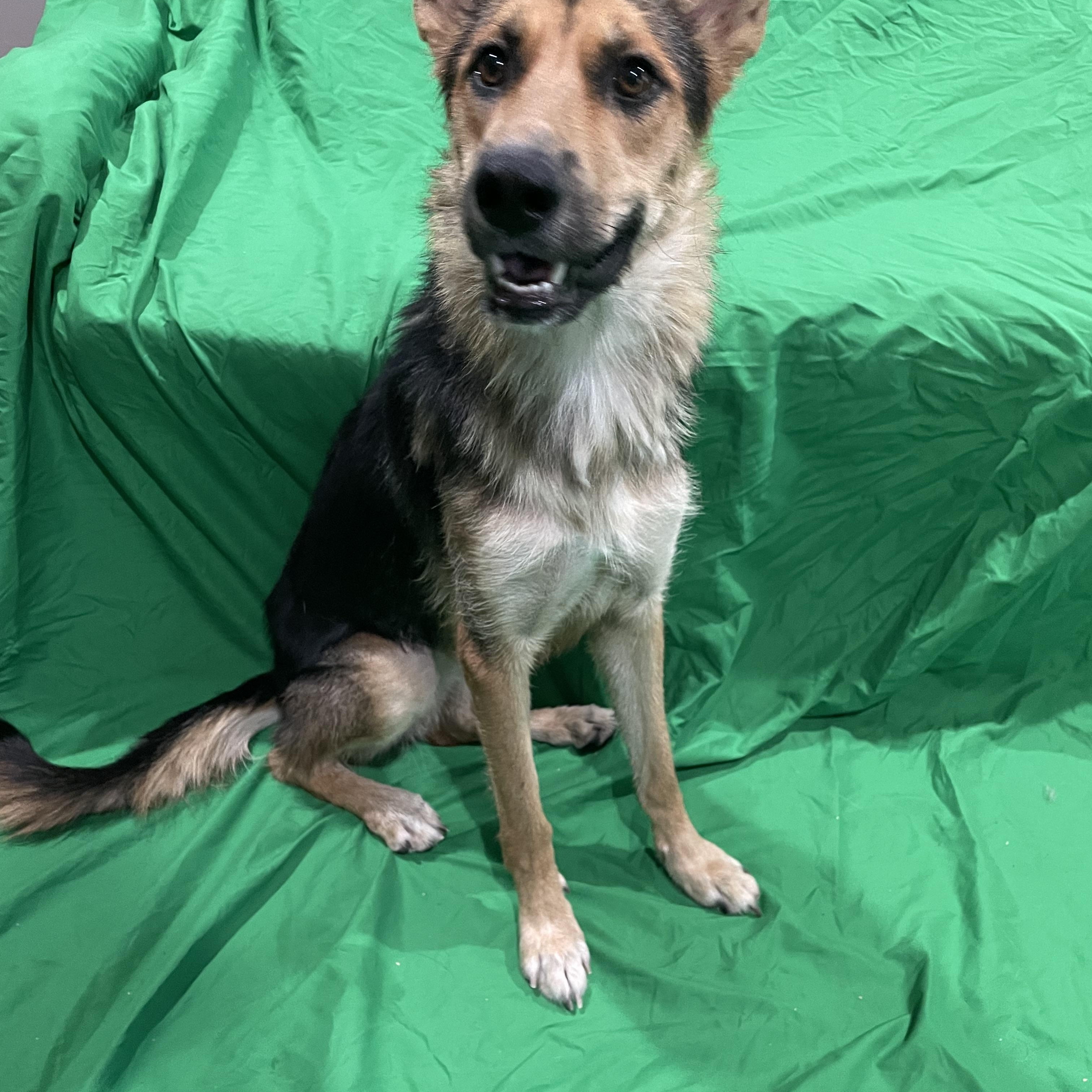 Enlarge May, a Adoptable German Shepherd Dog in Phoenix, AZ image 3/3
