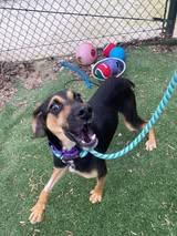 Enlarge Cisco, a ADOPTABLE mixed breed in Richmond, VA image 4/4