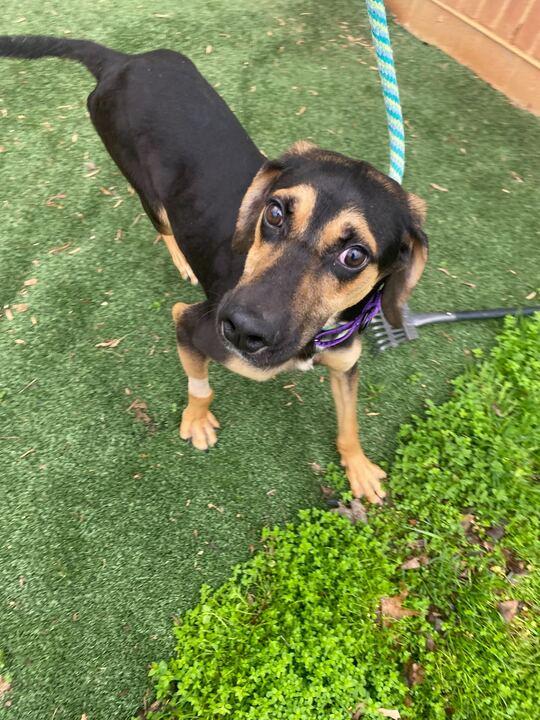 Enlarge Cisco, a ADOPTABLE mixed breed in Richmond, VA image 1/4