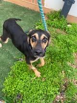 Enlarge Cisco, a ADOPTABLE mixed breed in Richmond, VA image 3/4