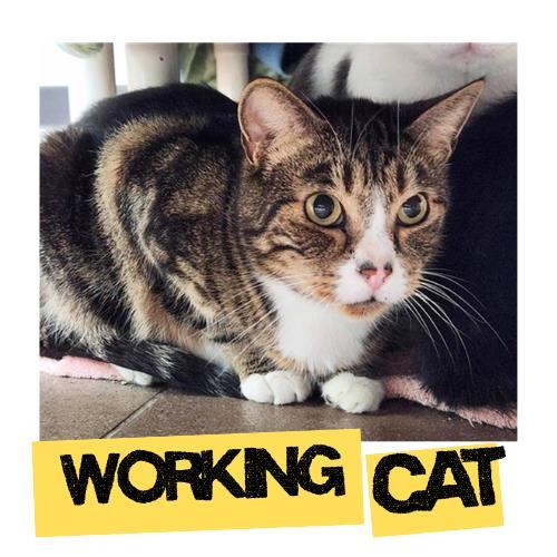 Enlarge KAZ, a Adoptable Domestic Short Hair in Fort Lauderdale, FL image 1/1