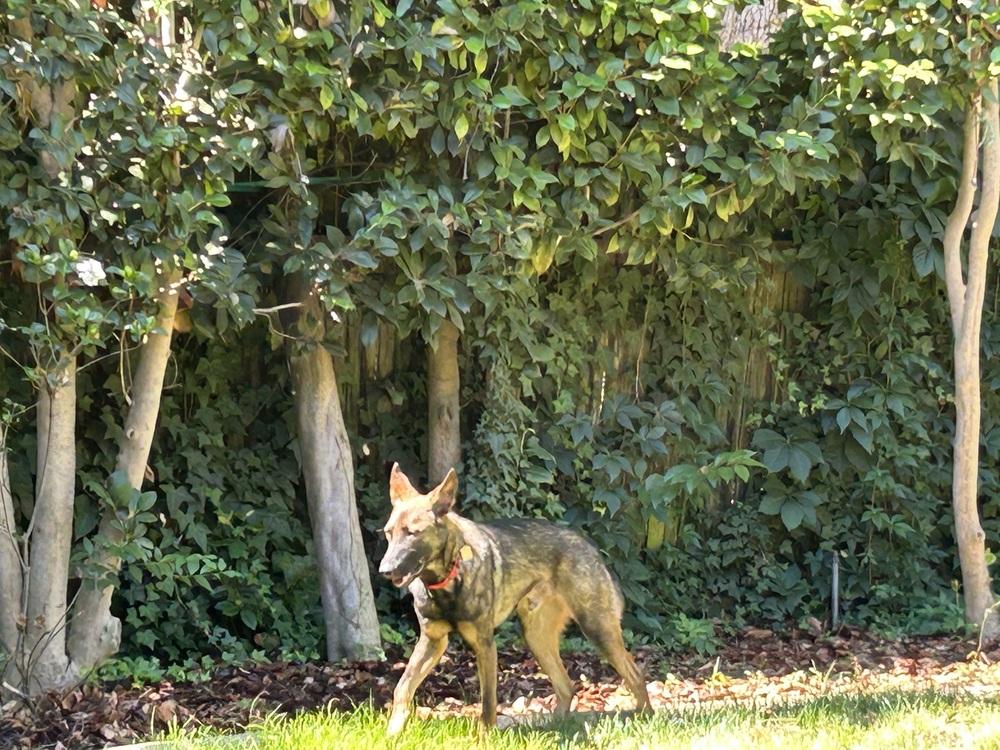 Rory, a Adoptable mixed breed in Fulton, CA image 1/6