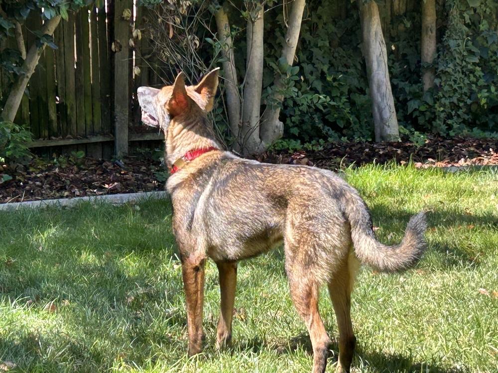 Rory, a Adoptable mixed breed in Fulton, CA image 2/6