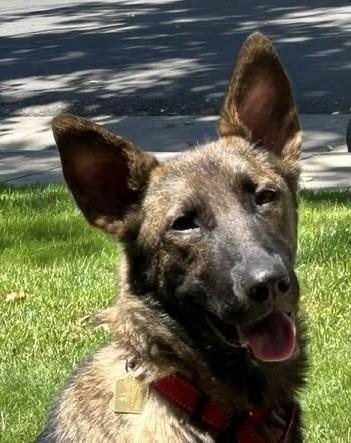 Rory, a Adoptable mixed breed in Fulton, CA image 5/6