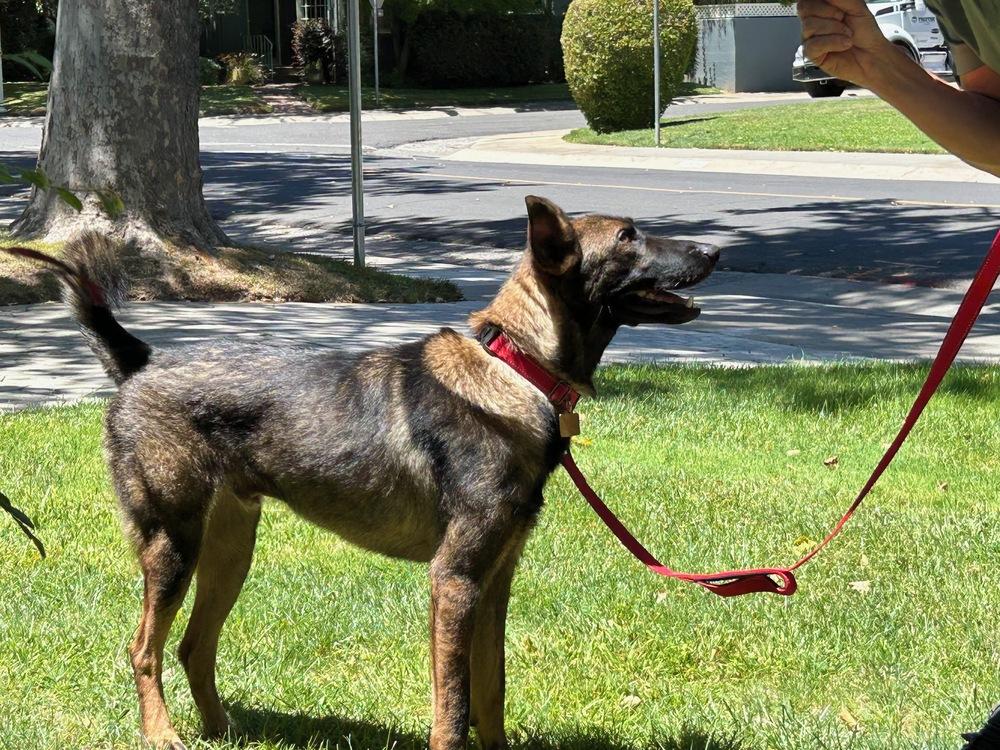 Rory, a Adoptable mixed breed in Fulton, CA image 6/6