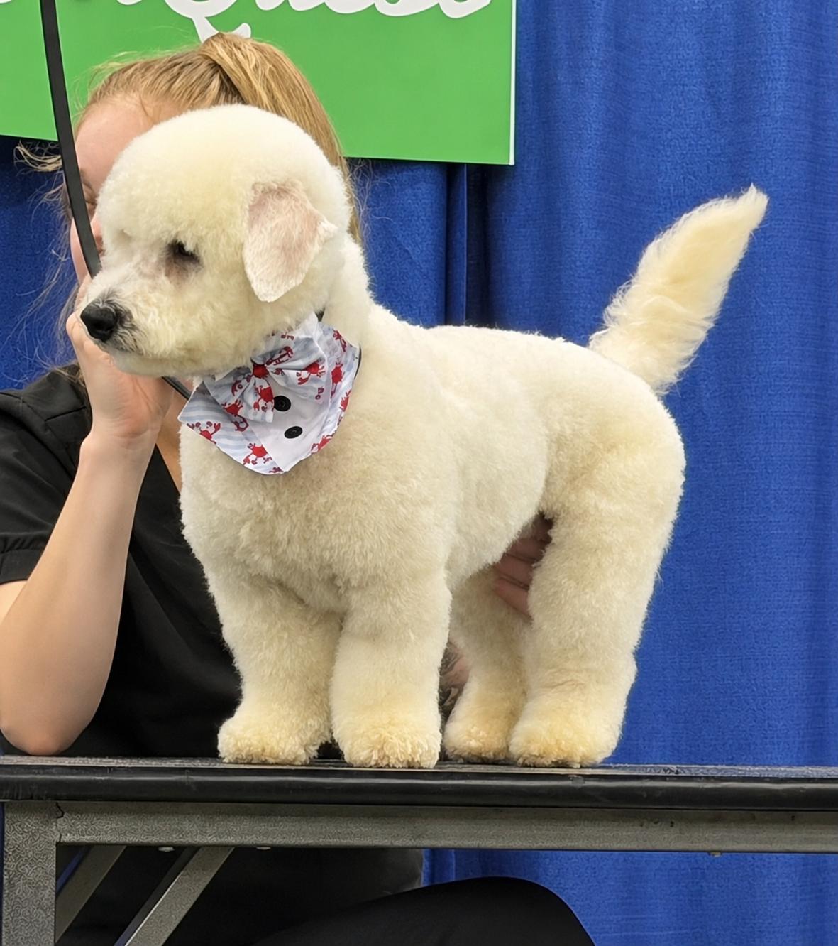 Enlarge Ben & Jerry, a Adoptable Bichon Frise in Glendale, OH image 2/2