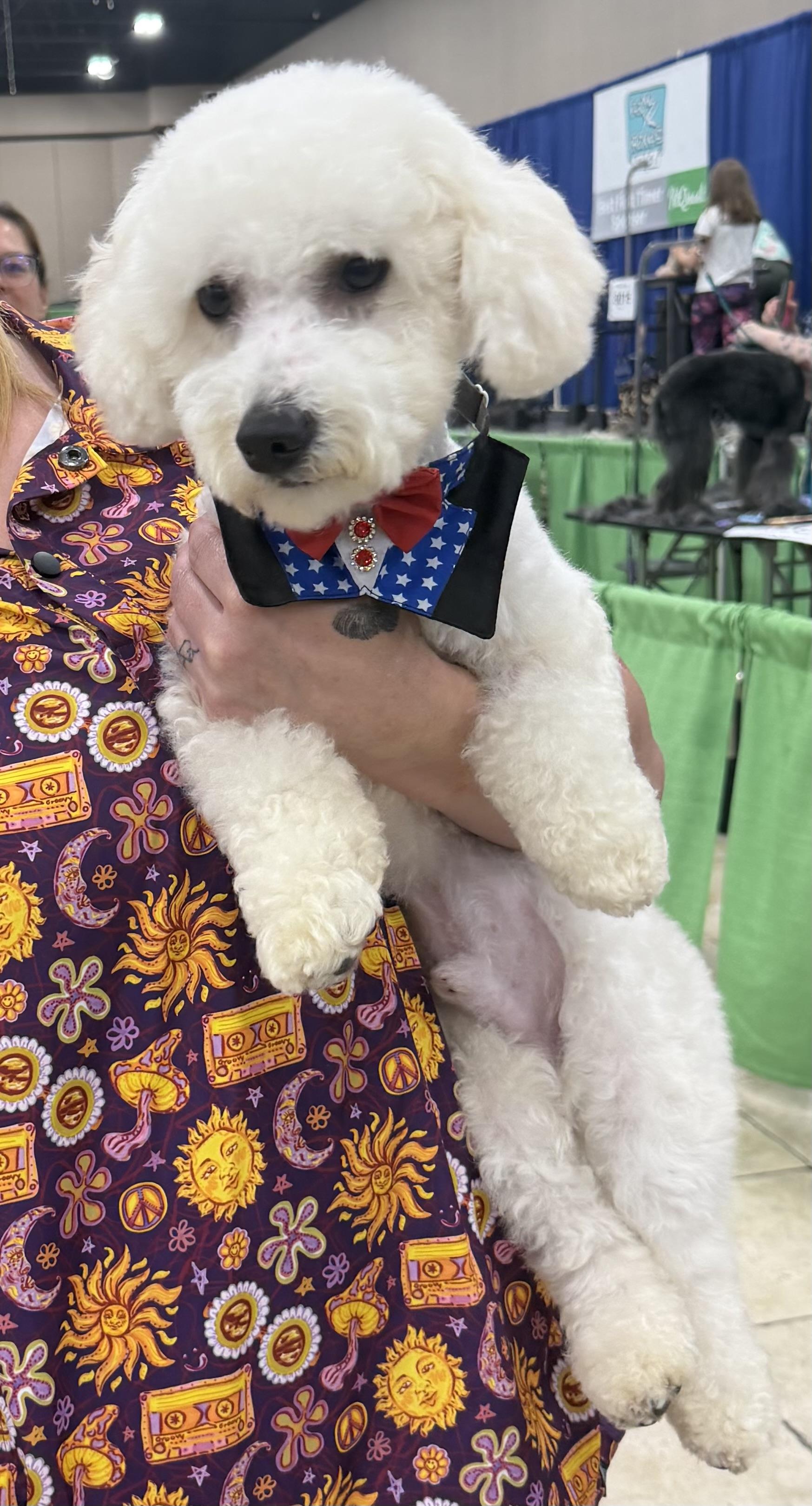 Enlarge Ben & Jerry, a Adoptable Bichon Frise in Glendale, OH image 1/2