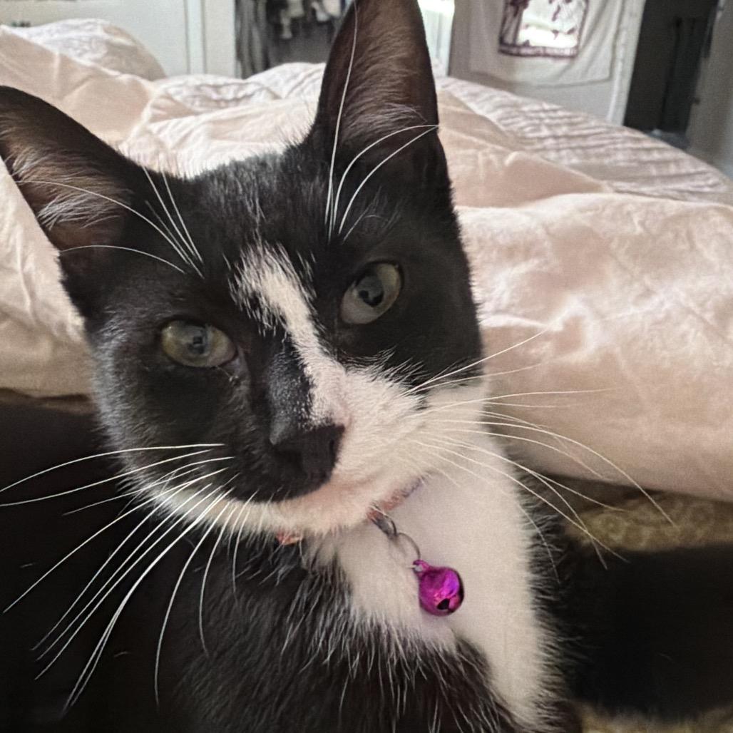 Enlarge Leroy, a Adoptable Domestic Short Hair in Mount Laurel, NJ image 1/1