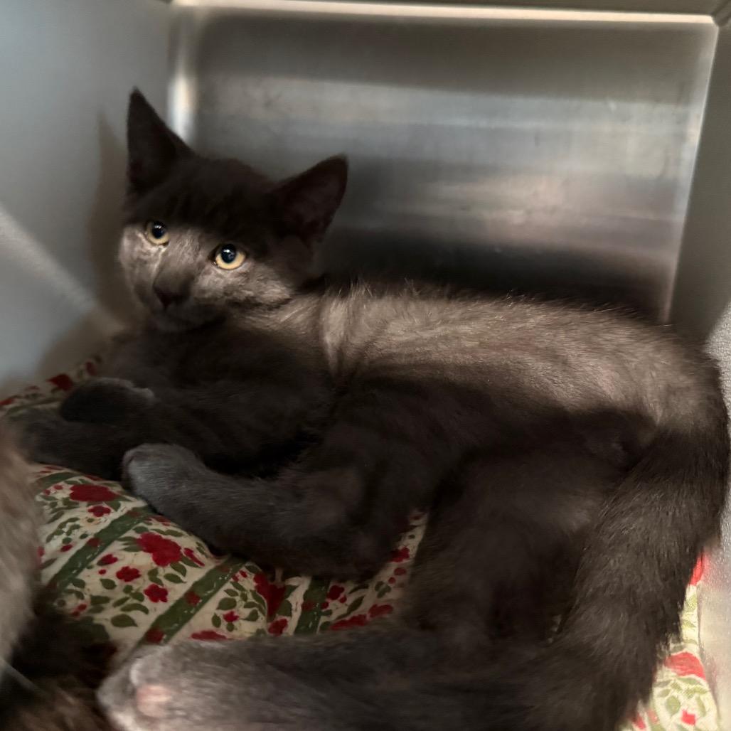 Malice, Adoptable, Kitten Male Domestic Short Hair.