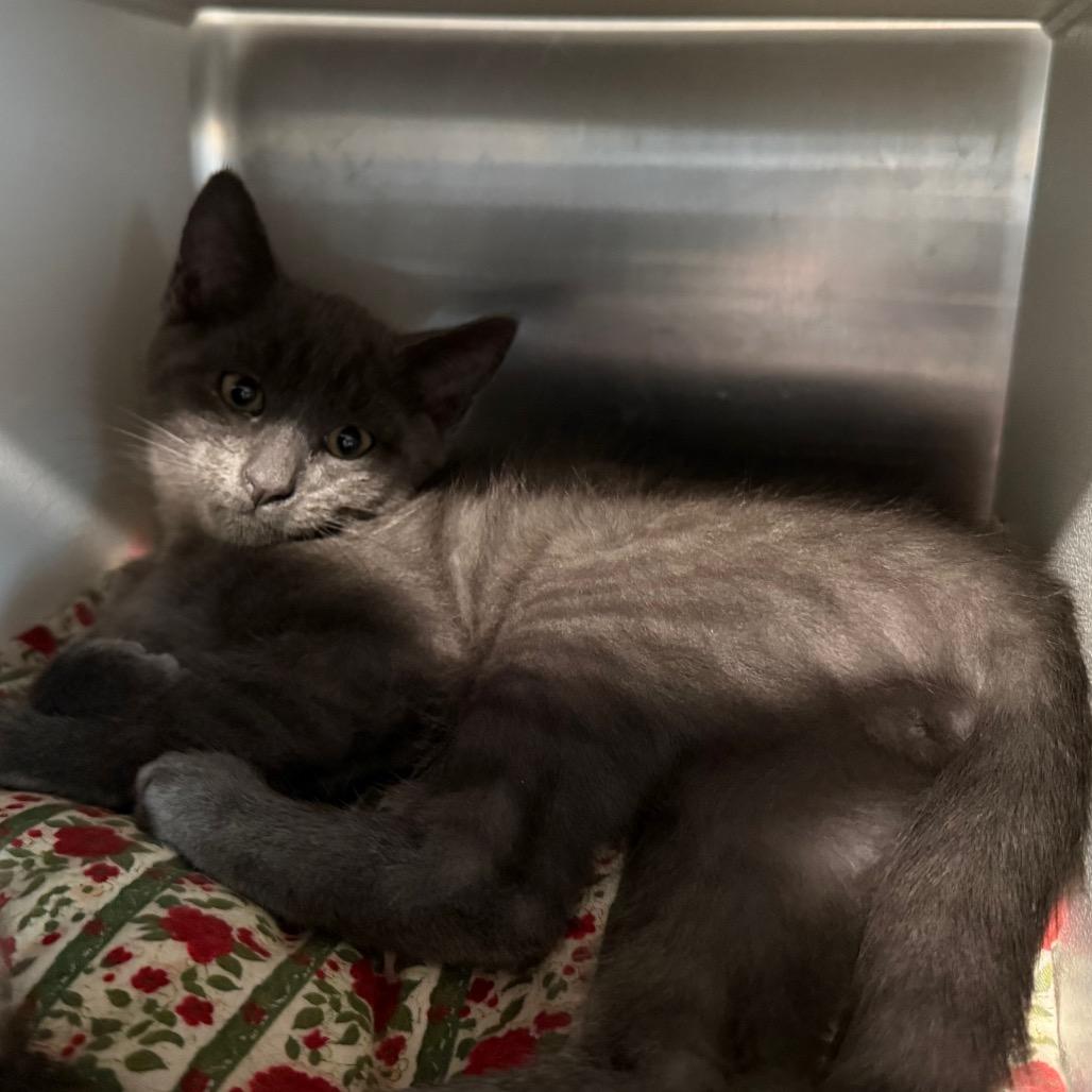 Malice, a Adoptable Domestic Short Hair in Cedaredge, CO image 2/3