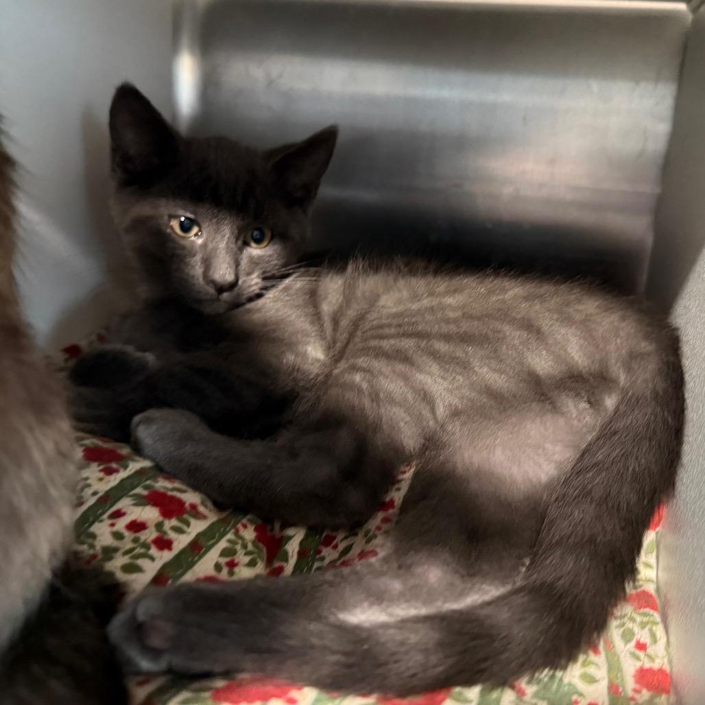 Malice, a Adoptable Domestic Short Hair in Cedaredge, CO image 3/3