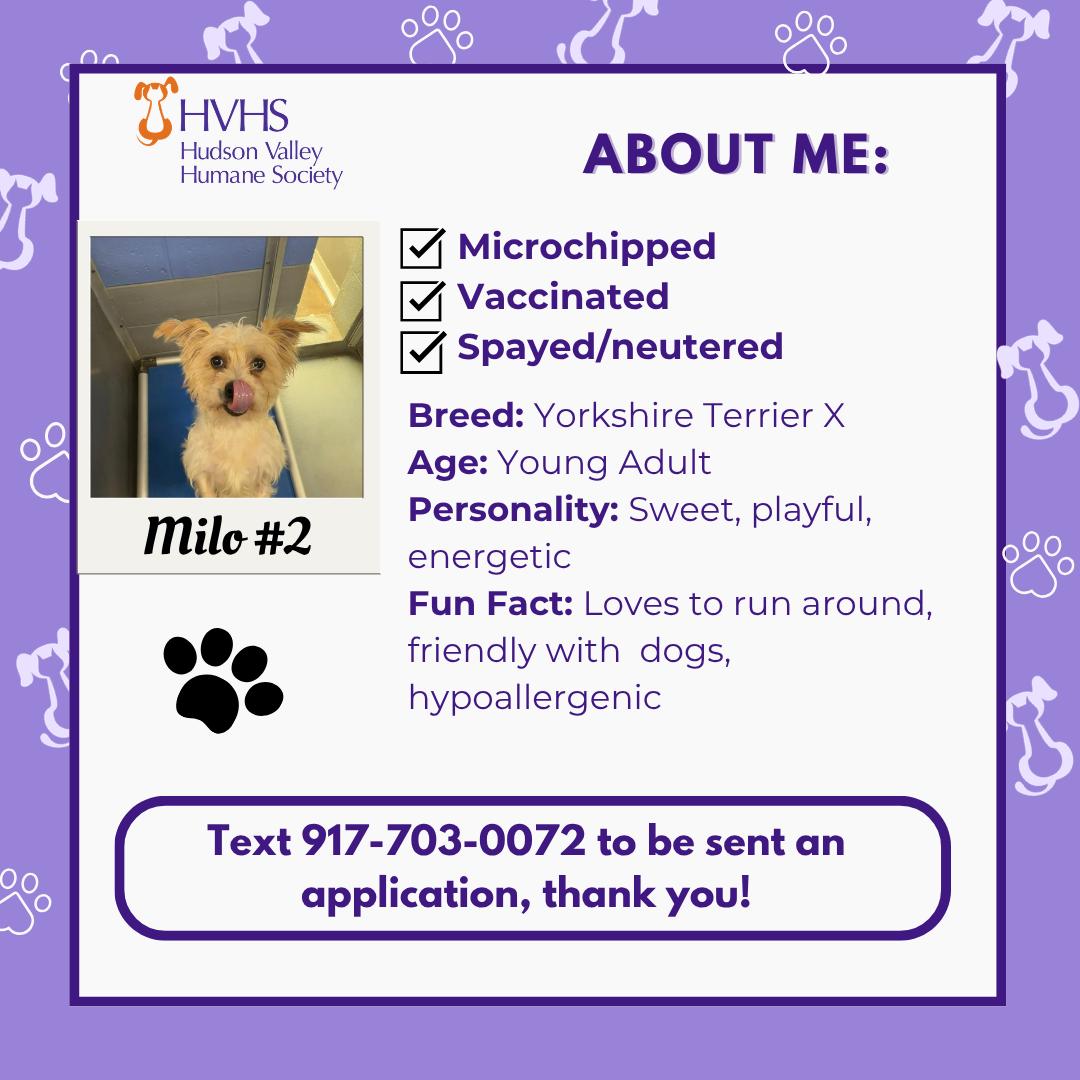 Enlarge MILO 2, a Adopted mixed breed in Pomona, NY image 2/2