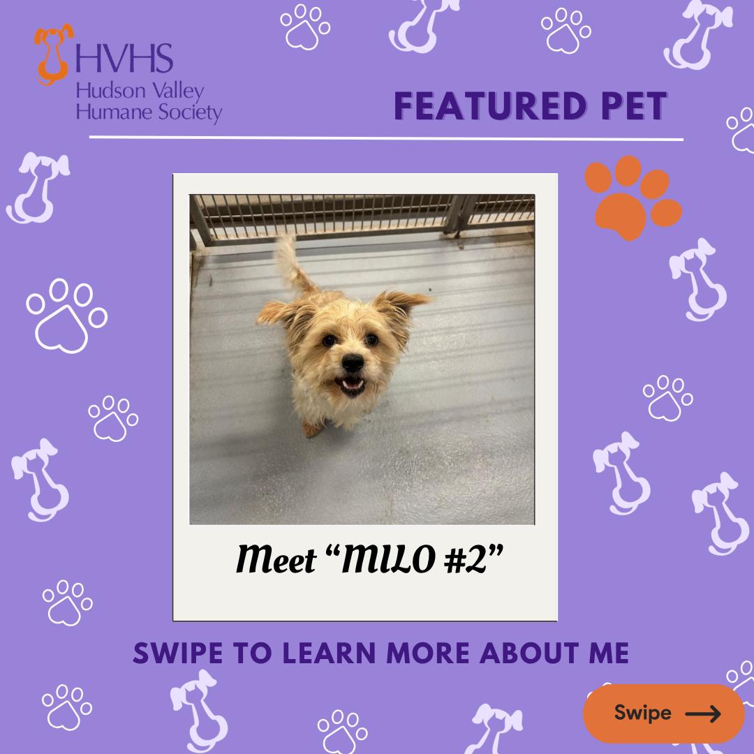 MILO 2, Adopted, Young Male Yorkshire Terrier.