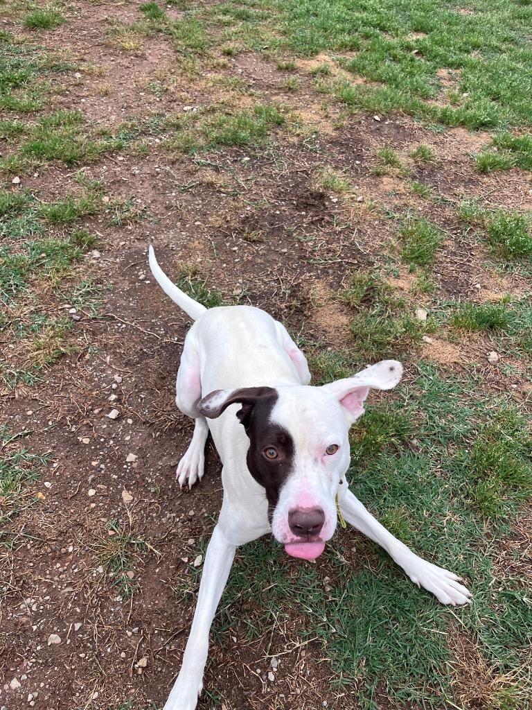Dexter, Adoptable, Young Male English Pointer & Mixed Breed.