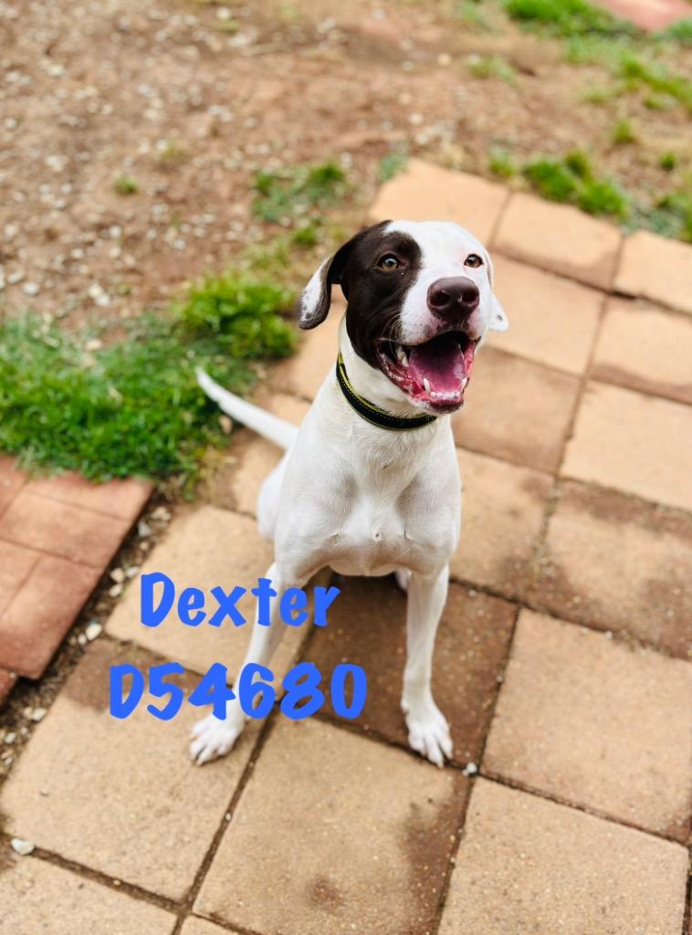 Enlarge Dexter, a Adoptable mixed breed in Clarksville, TN image 2/3