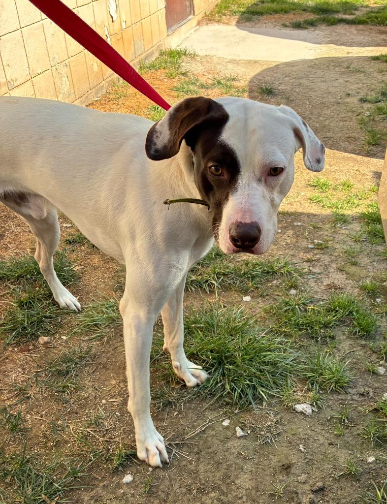 Enlarge Dexter, a Adoptable mixed breed in Clarksville, TN image 3/3