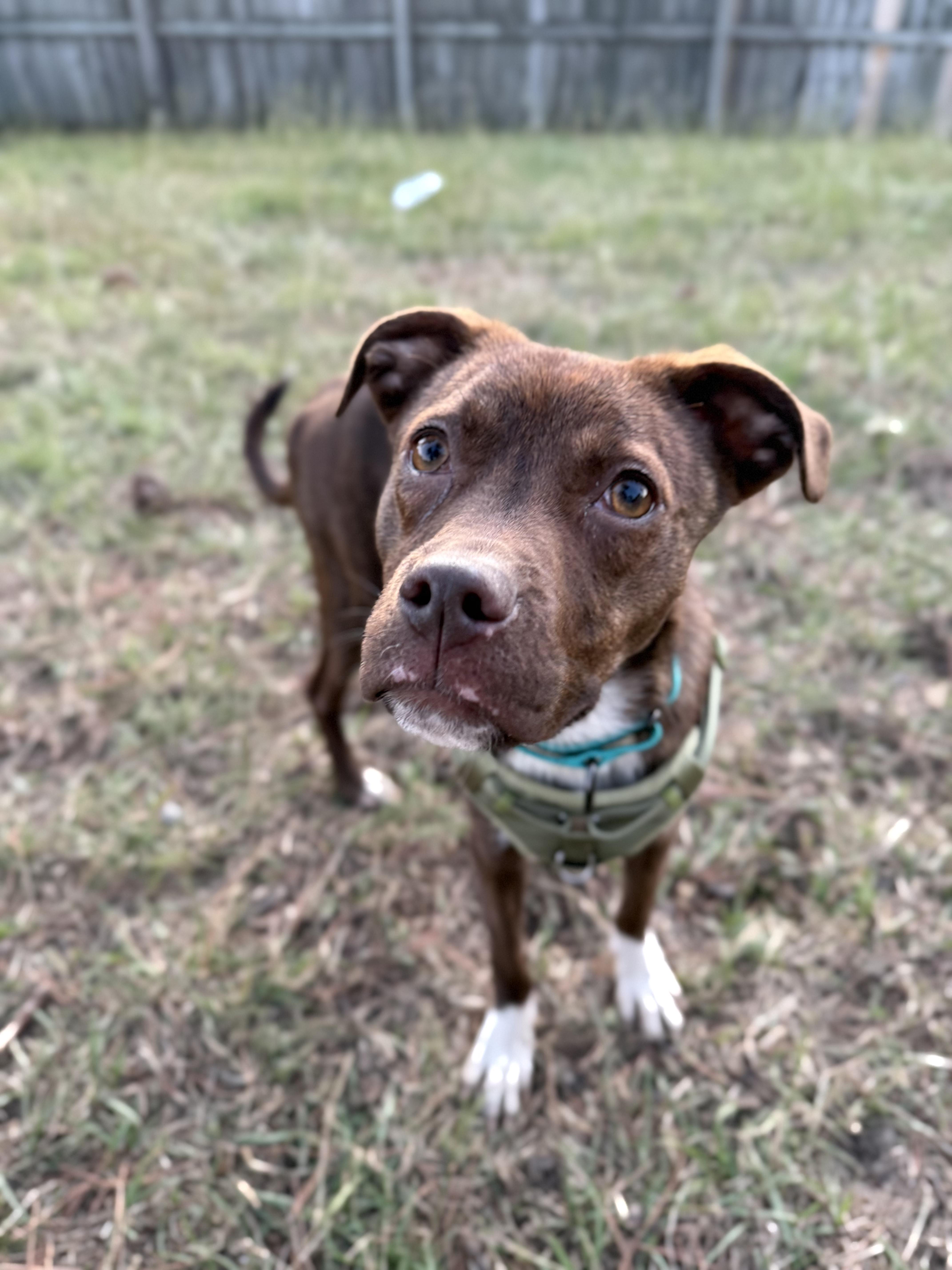 Maple, a Adoptable mixed breed in Sanford, NC image 1/5