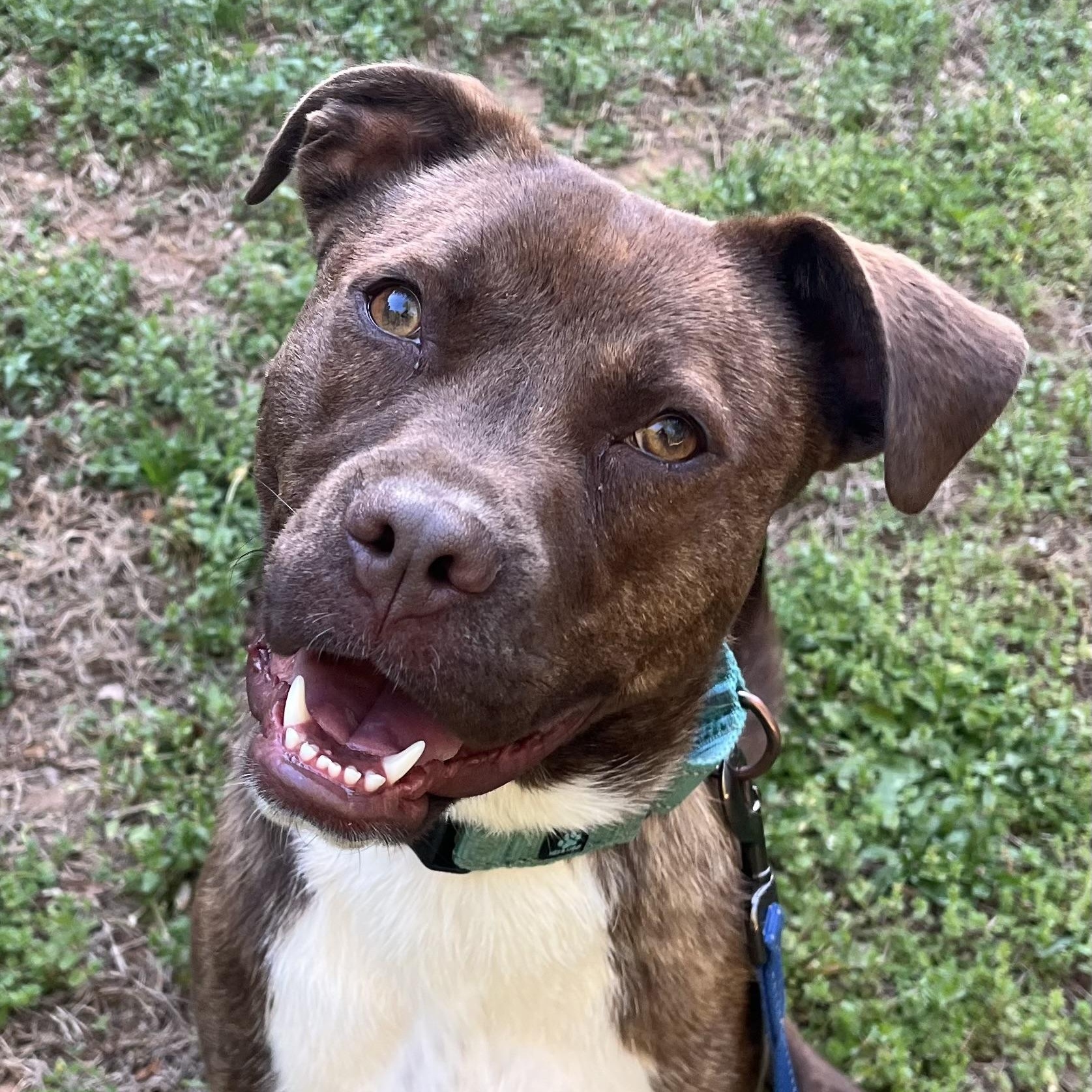 Enlarge Maple, an adoptable mixed breed in Sanford, NC image 1/6