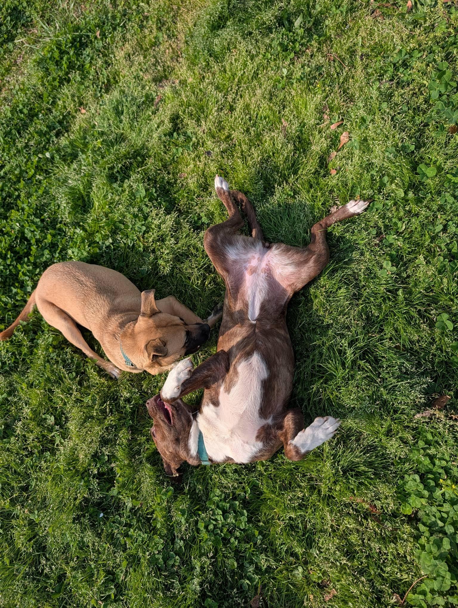 Enlarge Maple, an adoptable mixed breed in Sanford, NC image 3/6