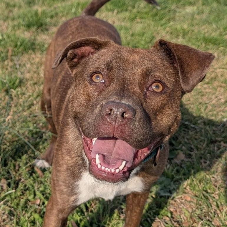 Enlarge Maple, an adoptable mixed breed in Sanford, NC image 1/6