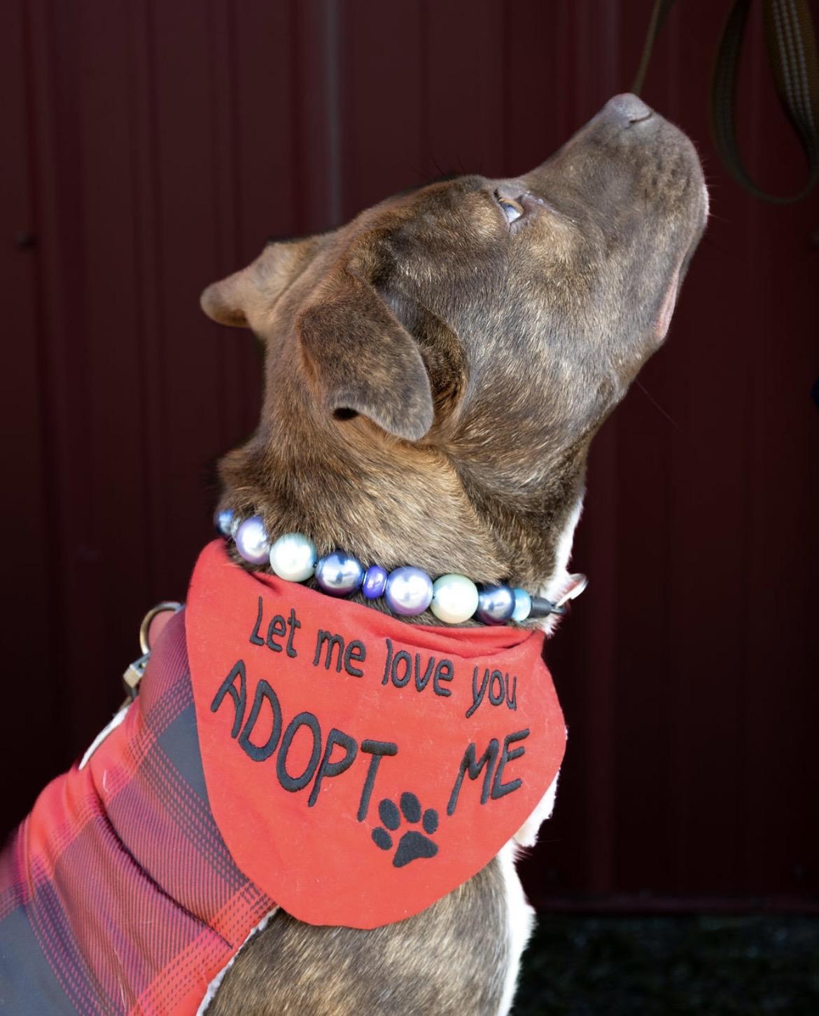 Enlarge Maple, an adoptable mixed breed in Sanford, NC image 4/6