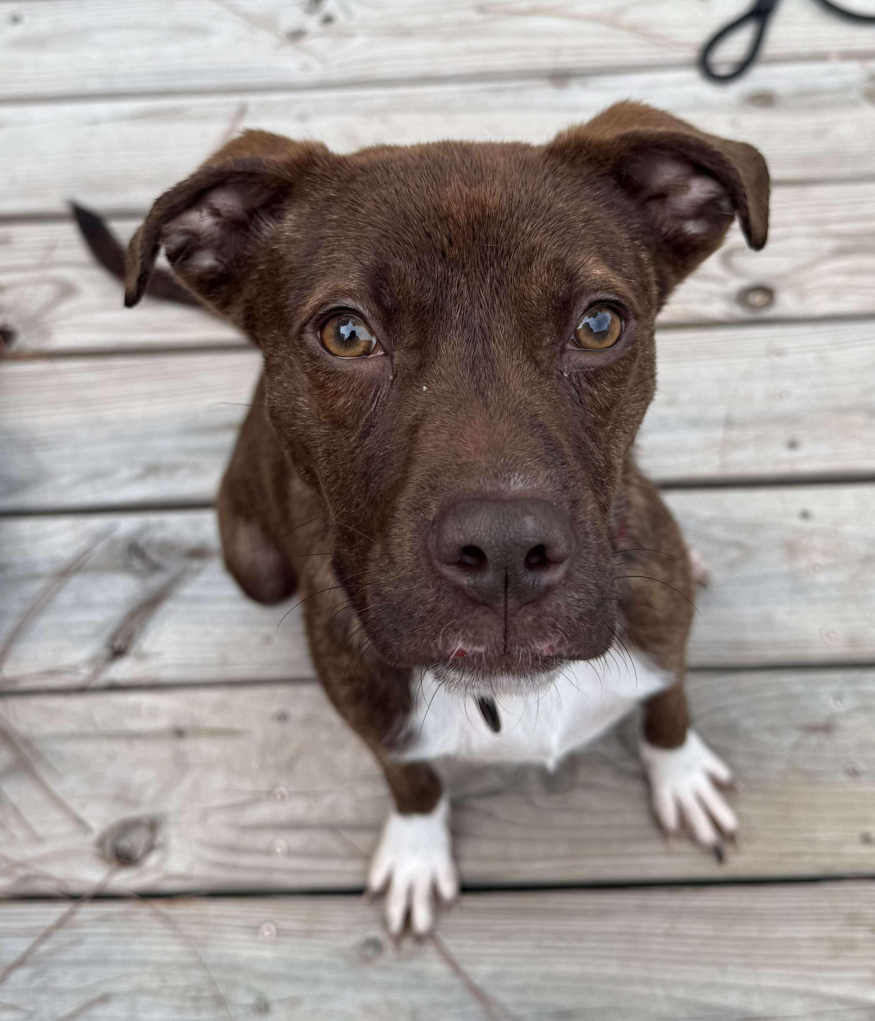 Maple, Adoptable, Young Female Plott Hound & Labrador Retriever.