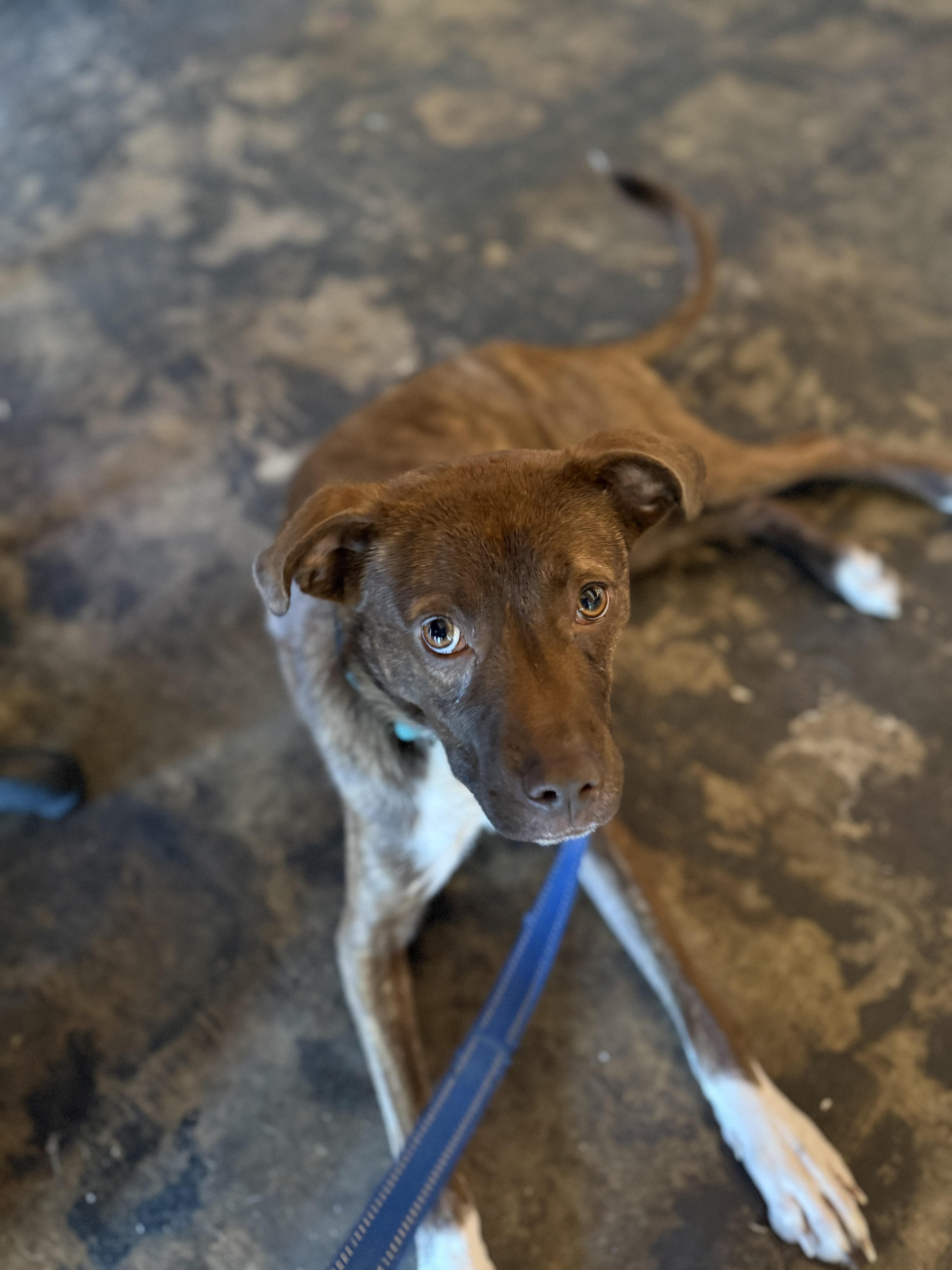 Maple, a Adoptable mixed breed in Sanford, NC image 4/5