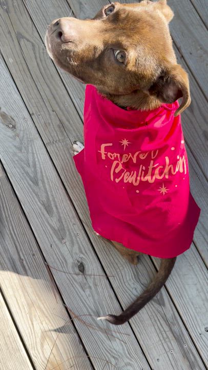 Enlarge Maple, a Adoptable mixed breed in Sanford, NC video 5/5