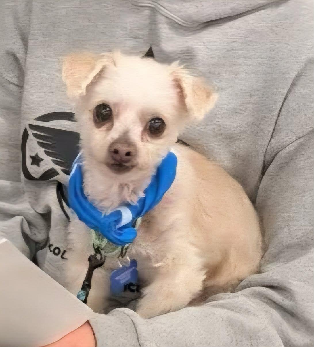 Tyrone, a ADOPTABLE mixed breed in De Pere, WI image 1/6