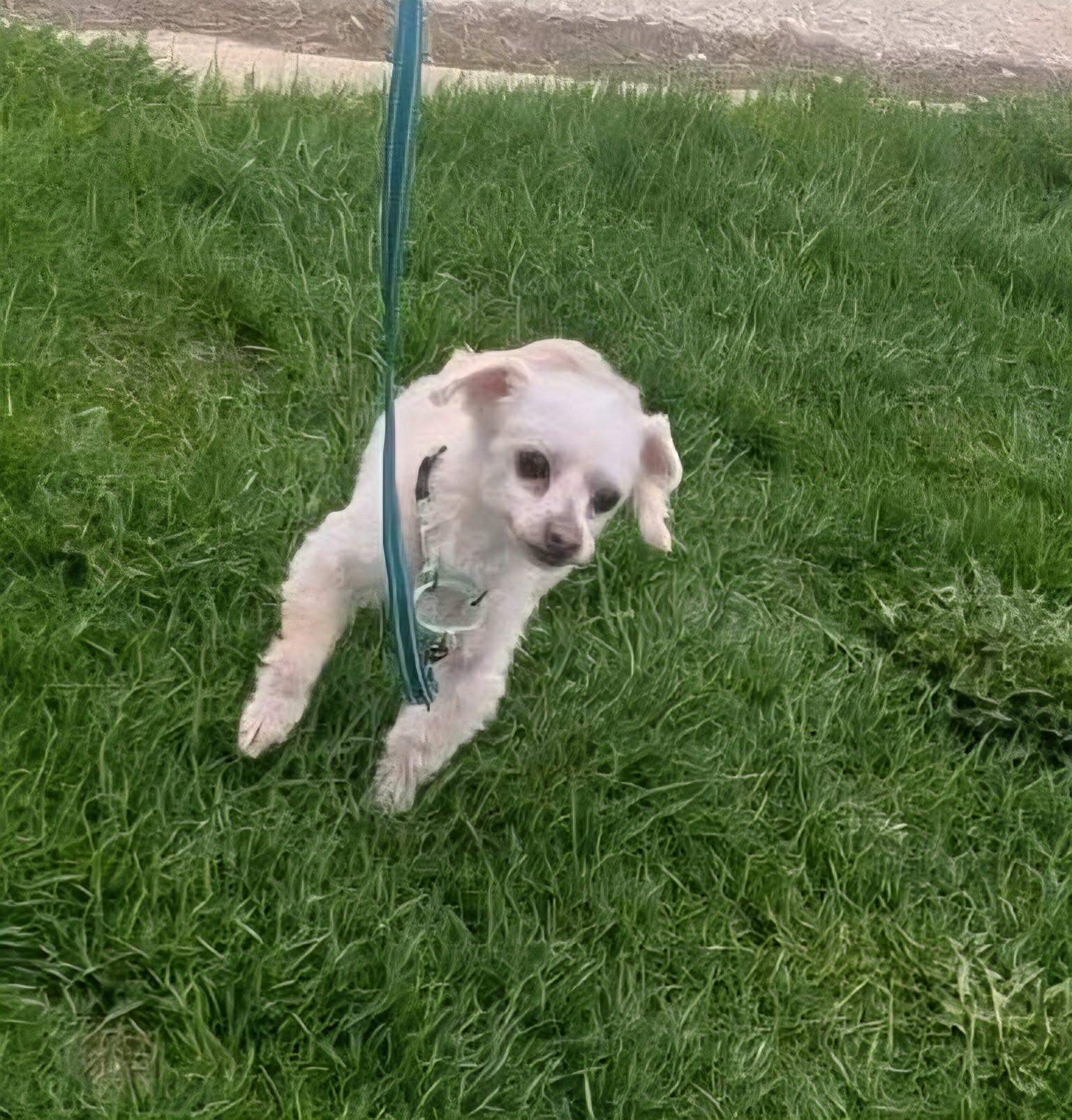 Tyrone, a ADOPTABLE mixed breed in De Pere, WI image 6/6