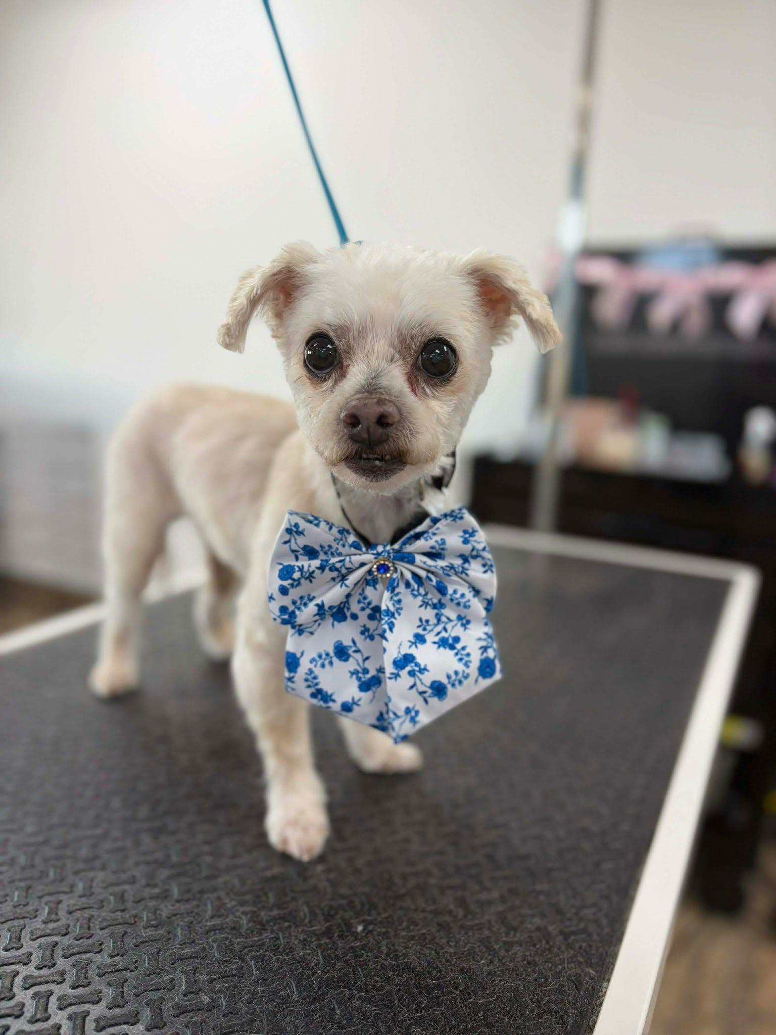 Tyrone, ADOPTABLE, Adult Male Miniature Poodle.