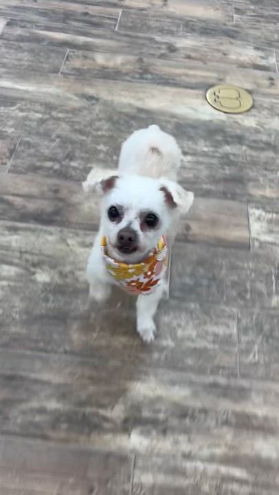 Enlarge Tyrone, a ADOPTABLE mixed breed in De Pere, WI video 3/3
