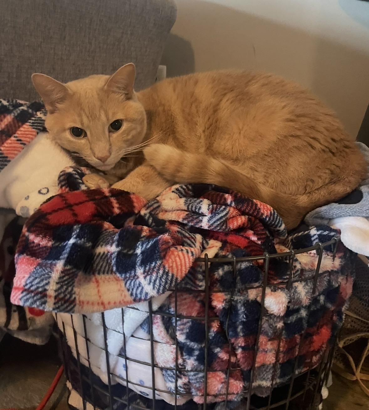 Nugget & Puck, a ADOPTABLE Domestic Short Hair in Nashville, TN image 2/3