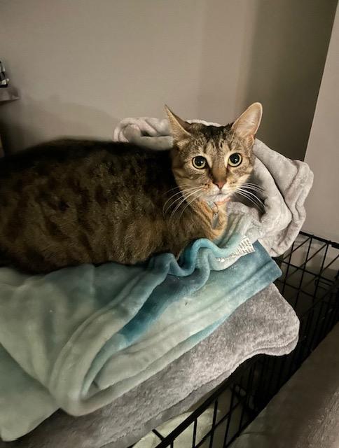 Nugget & Puck, a ADOPTABLE Domestic Short Hair in Nashville, TN image 3/3