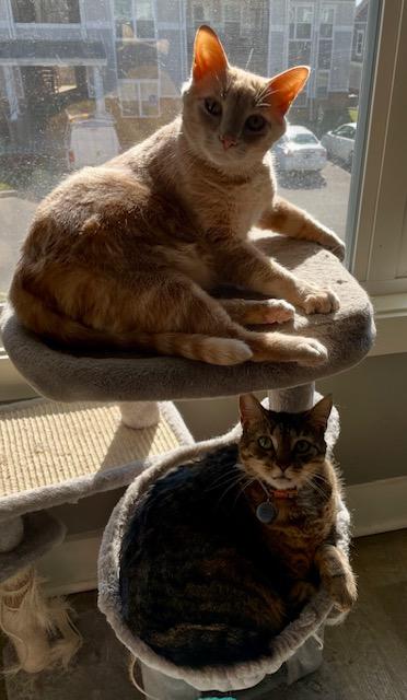 Nugget & Puck, a ADOPTABLE Domestic Short Hair in Nashville, TN image 1/3