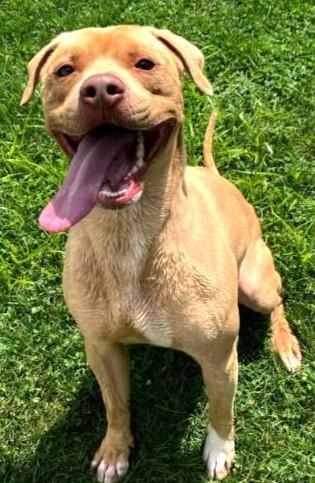 Enlarge DUKE, a Adoptable American Staffordshire Terrier in Huntington, NY image 2/3