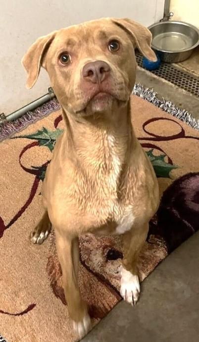 Enlarge DUKE, a Adoptable American Staffordshire Terrier in Huntington, NY image 3/3