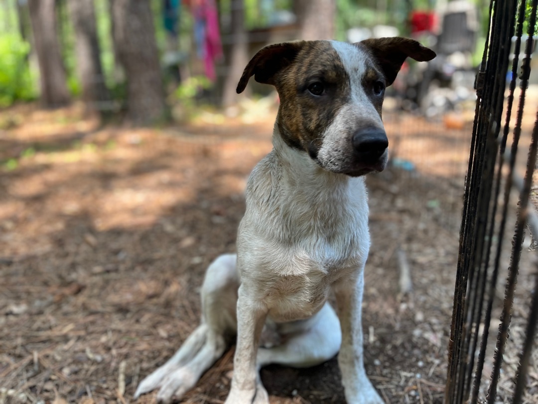 Petey, a Adoptable Cattle Dog in Rock Hill, SC image 1/6