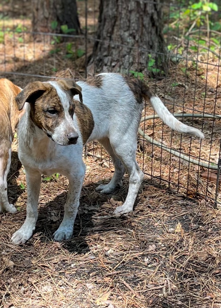 Petey, a Adoptable Cattle Dog in Rock Hill, SC image 2/6