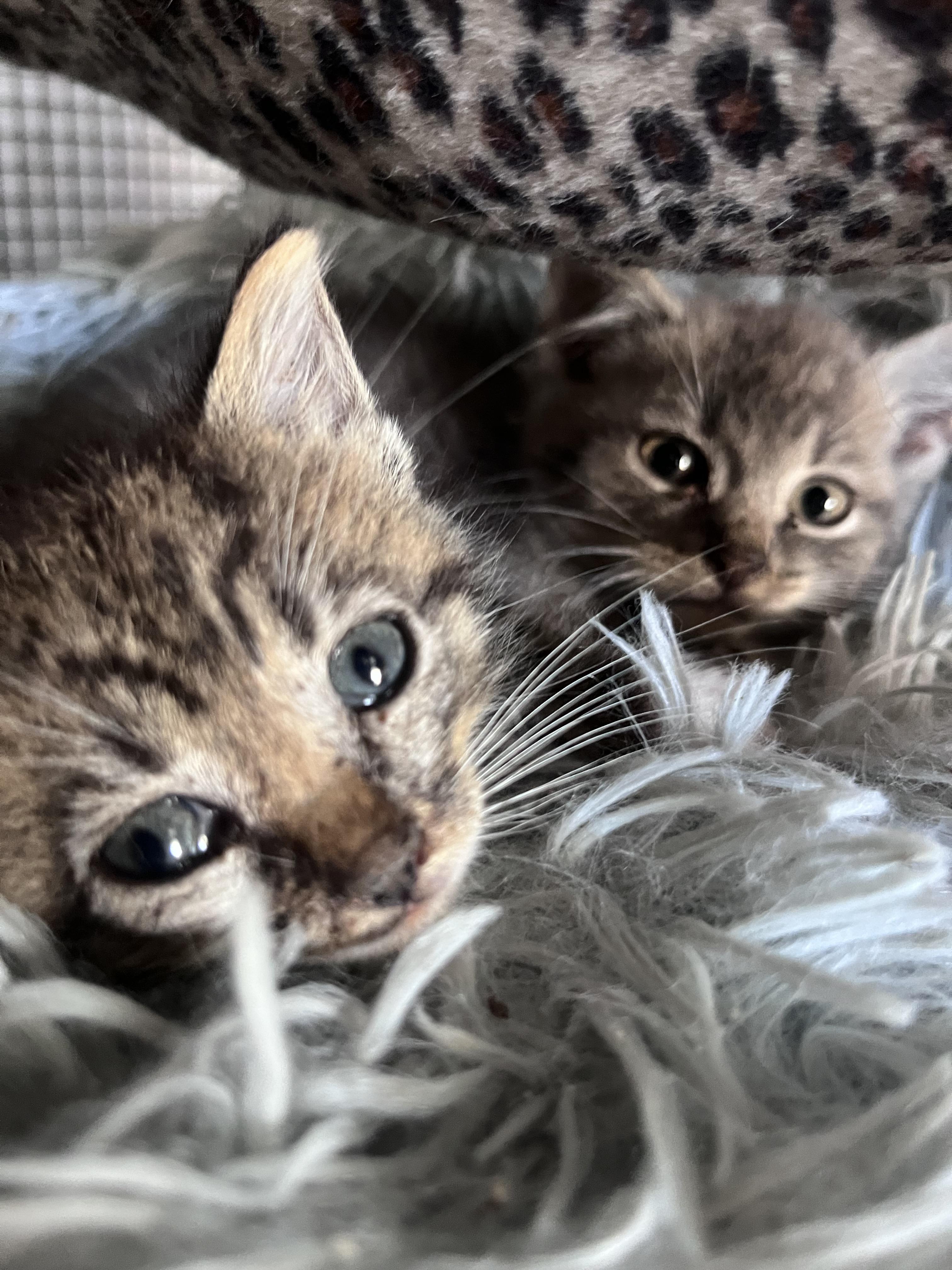 Kittens, Adoptable, Kitten Female Domestic Medium Hair.