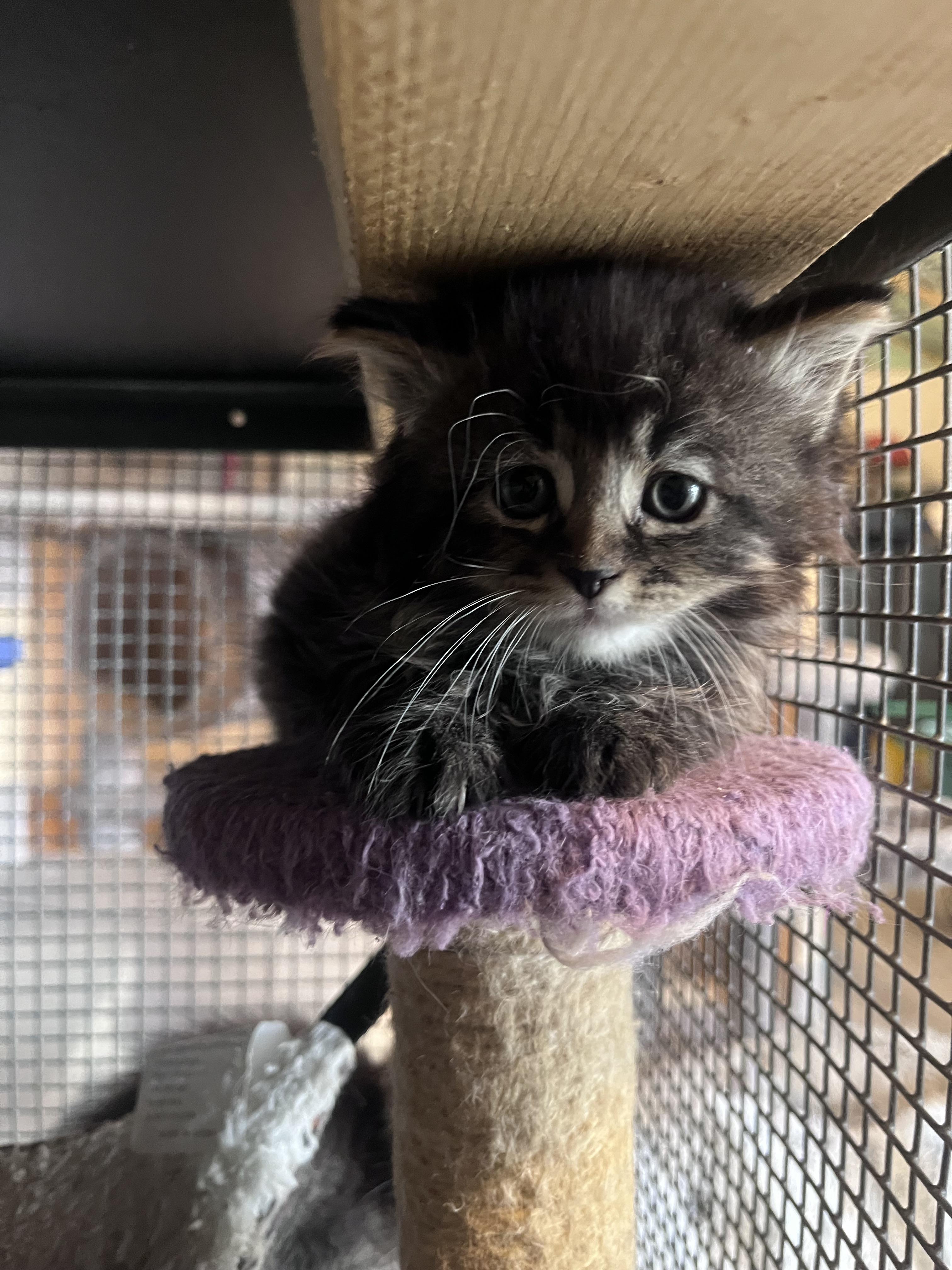 Enlarge Kittens, a Adoptable Domestic Medium Hair in Baltimore, MD image 2/5