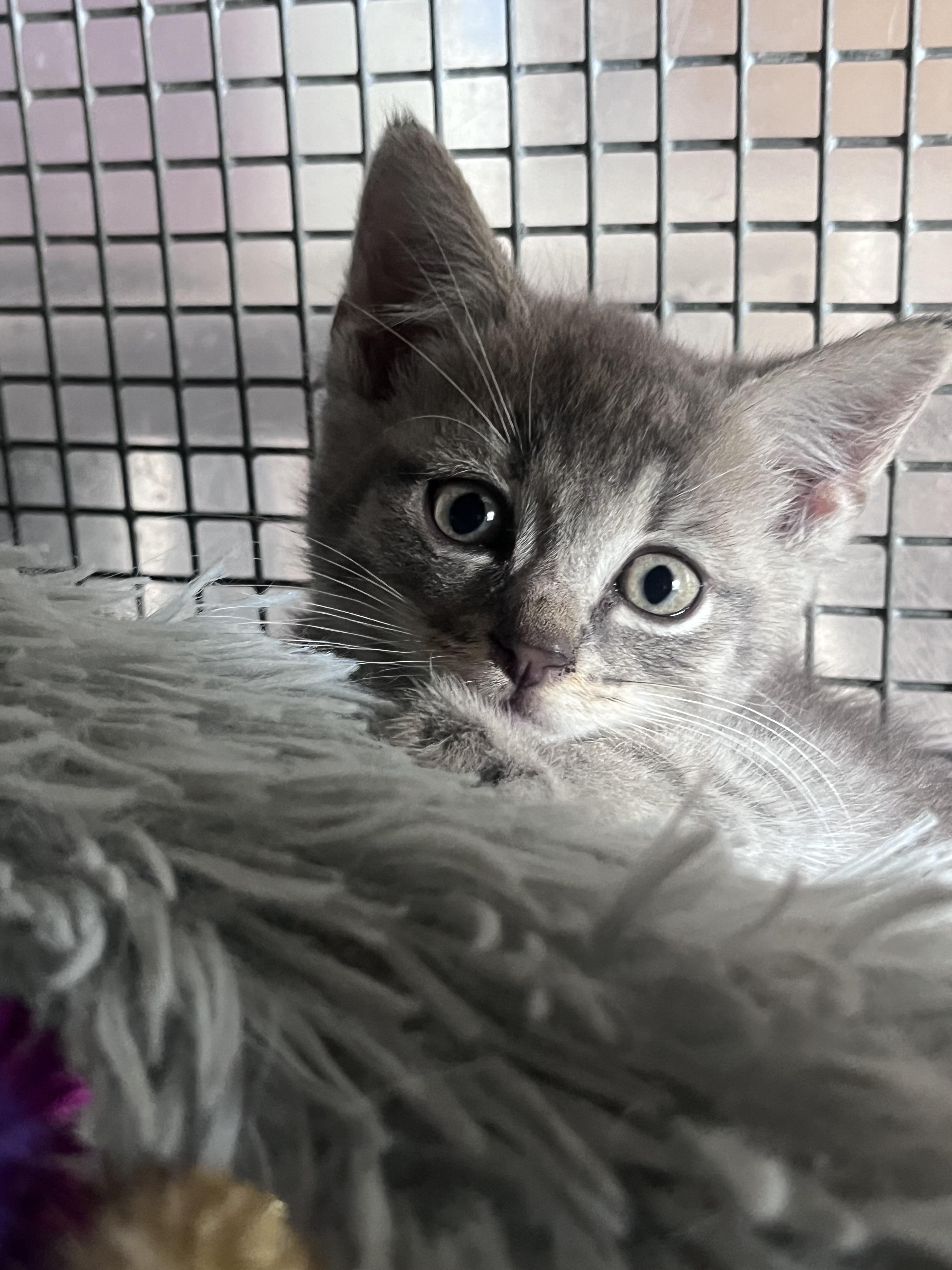 Enlarge Kittens, a Adoptable Domestic Medium Hair in Baltimore, MD image 3/5