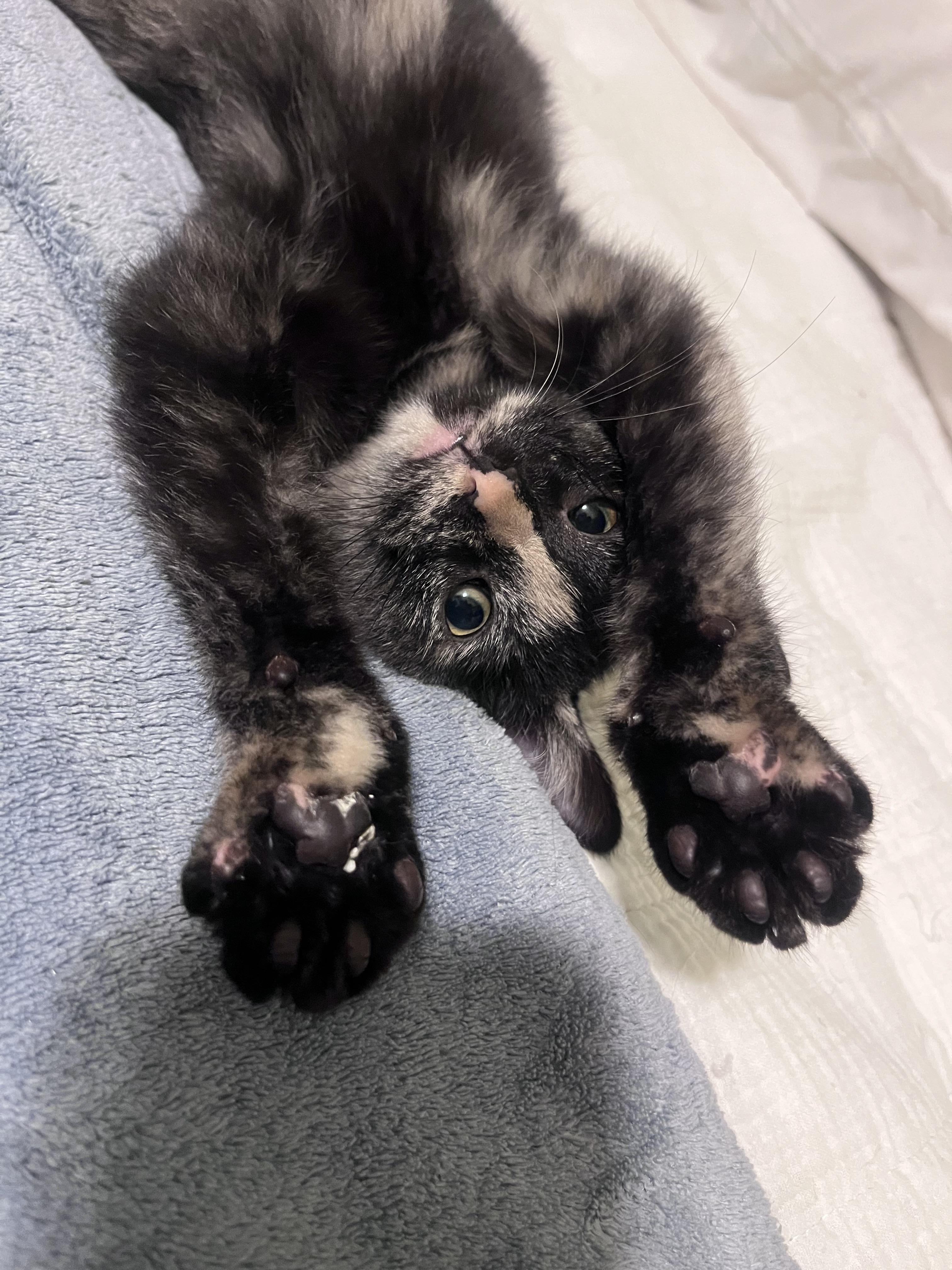 Enlarge Kittens, a Adoptable Domestic Medium Hair in Baltimore, MD image 4/5